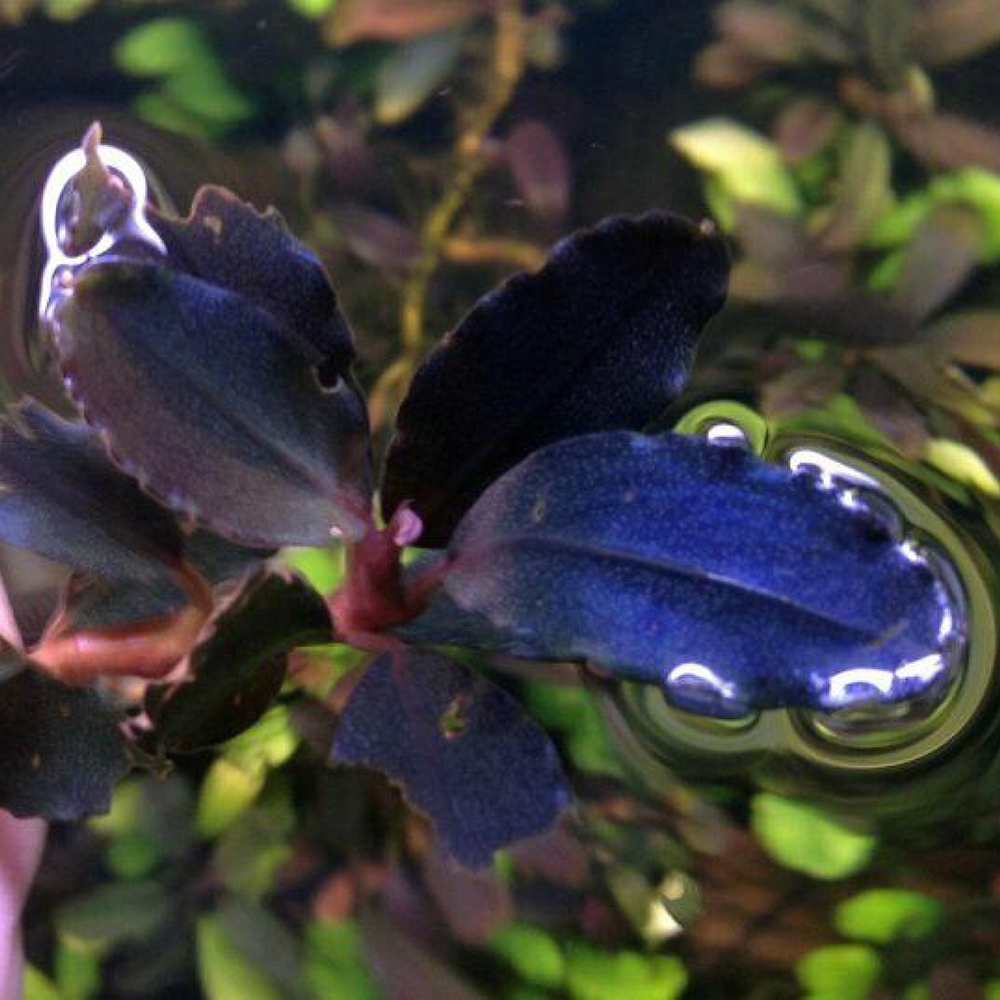 Bucephalandras :: Aqua Generus